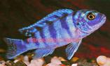 AQUAFISH (АКВАРИУМЫ, РЫБА, КОРМА, ЗАМКИ и т.д.)