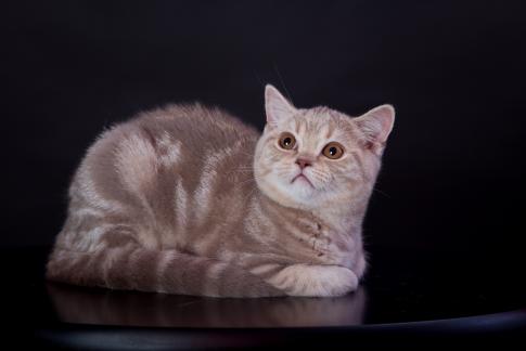 Шотландский прямоухий кот окраса лиловый мрамор на серебре