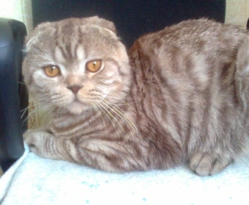 Шотландский вислоухий кот окраса шоколадное пятно на серебре